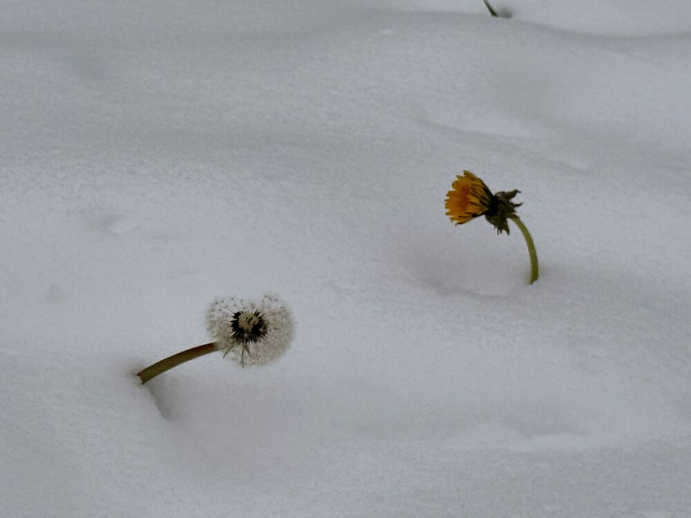 Warmes Frühlingswetter mit einem anschliessenden Kälteeinbruch sorgte dafür, dass am 29. März in Grub SG Löwenzahnblumen aus der Schneedecke hervor ragten. (Foto: Andreas Walker)